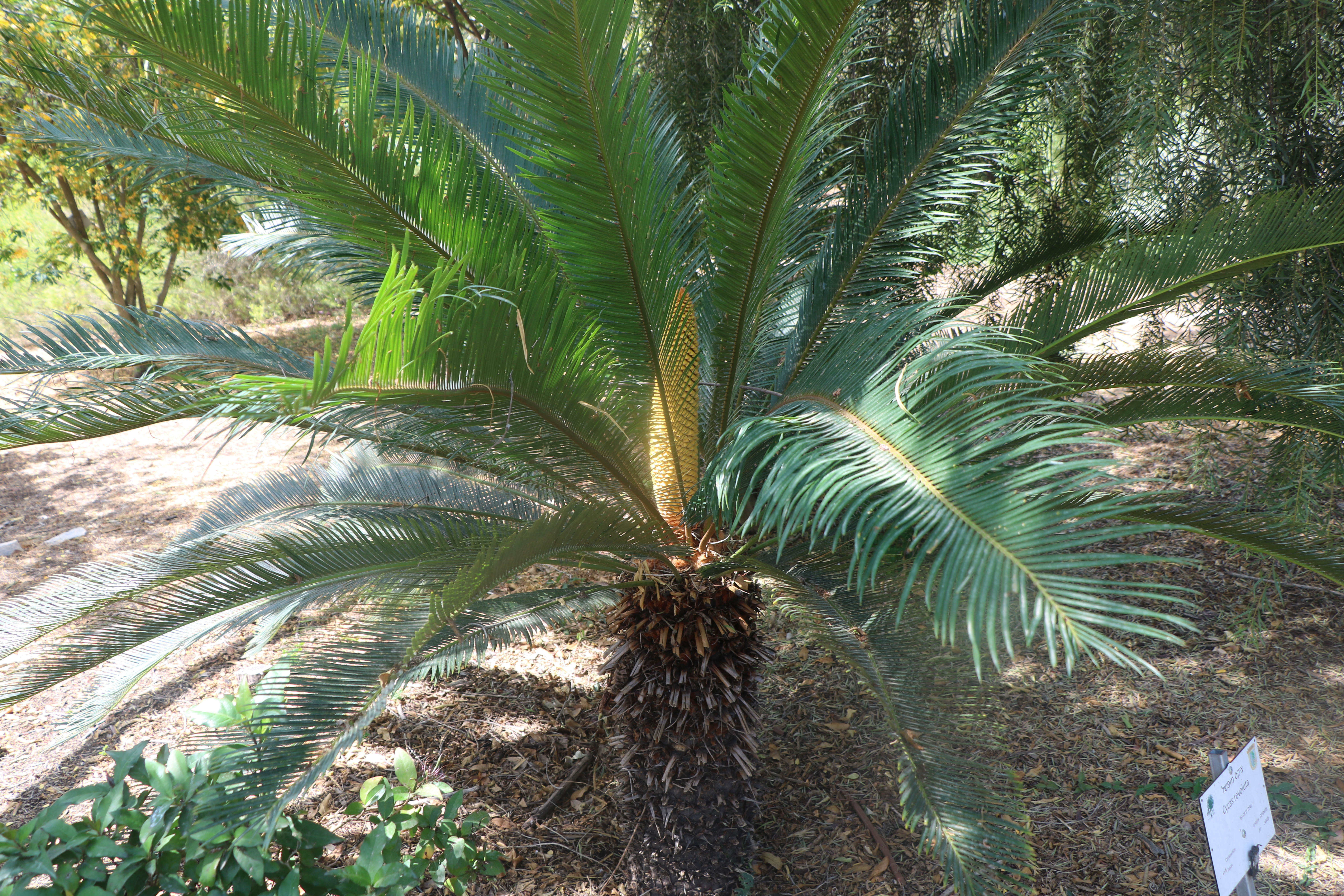 Cycas